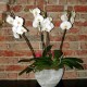 Orchidee om de zolderkamer op te fleuren
